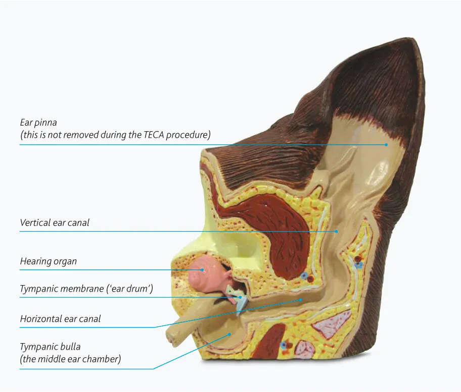 Image Asset (15)