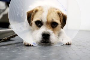 Attachment 61eadae20d8ecb4103a594b8