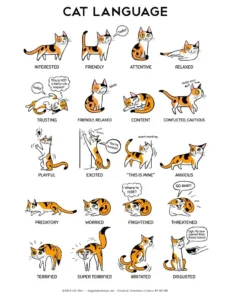 Clarendonanimalcareveterinaryclinicarlingtonvirginiaassistantcatlanguagefearfreechart