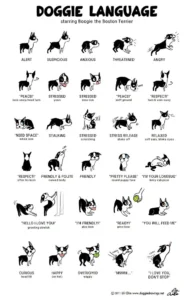 Clarendonanimalcareveterinaryclinicarlingtonvirginiaassistantdoggielanguagefearfreechart