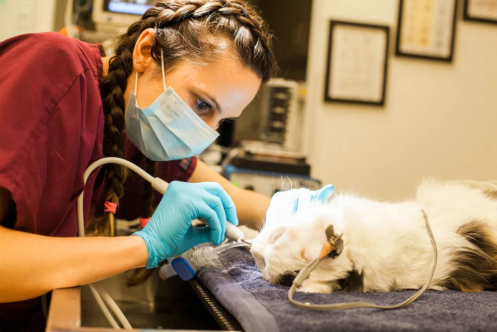 Pet Dental Health Cleaning