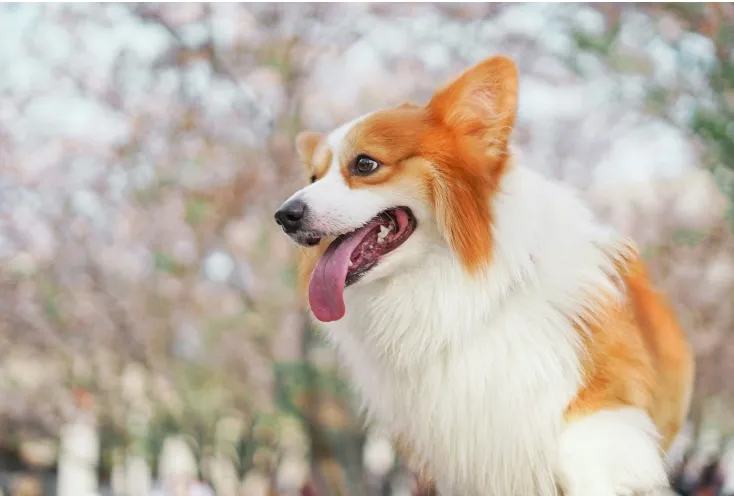 Corgi