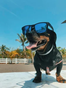 Dogsummer