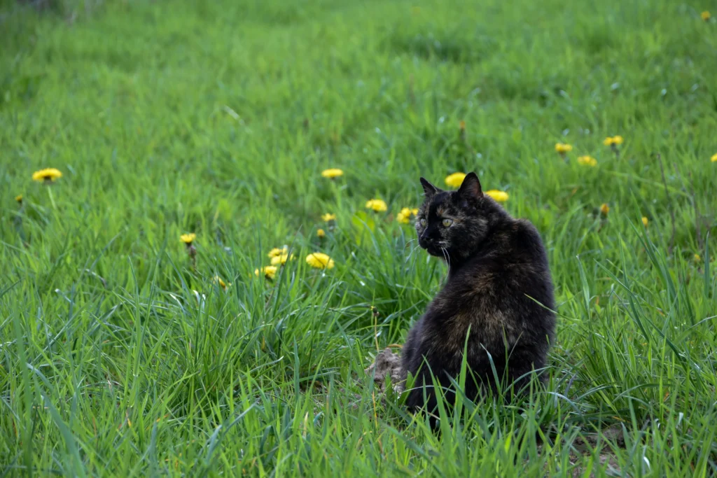 Catflower