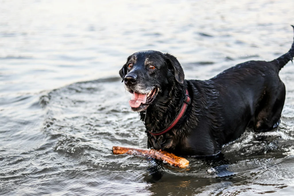 Dogswim